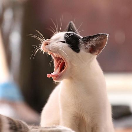 猫と断食の宿 Cat Inn Neko Kunisaki Zewnętrze zdjęcie