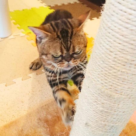 猫と断食の宿 Cat Inn Neko Kunisaki Zewnętrze zdjęcie