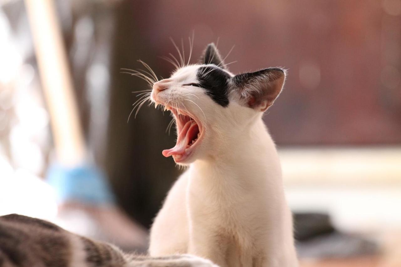 猫と断食の宿 Cat Inn Neko Kunisaki Zewnętrze zdjęcie
