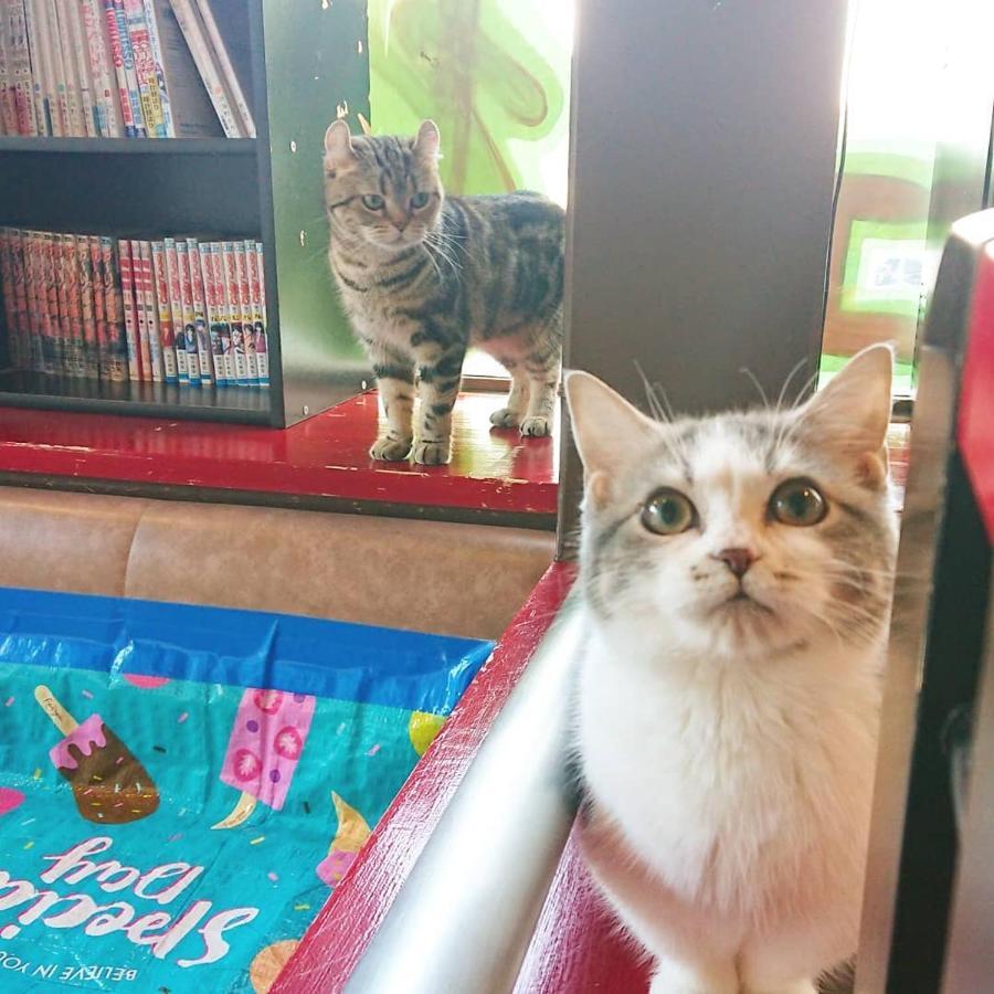 猫と断食の宿 Cat Inn Neko Kunisaki Zewnętrze zdjęcie
