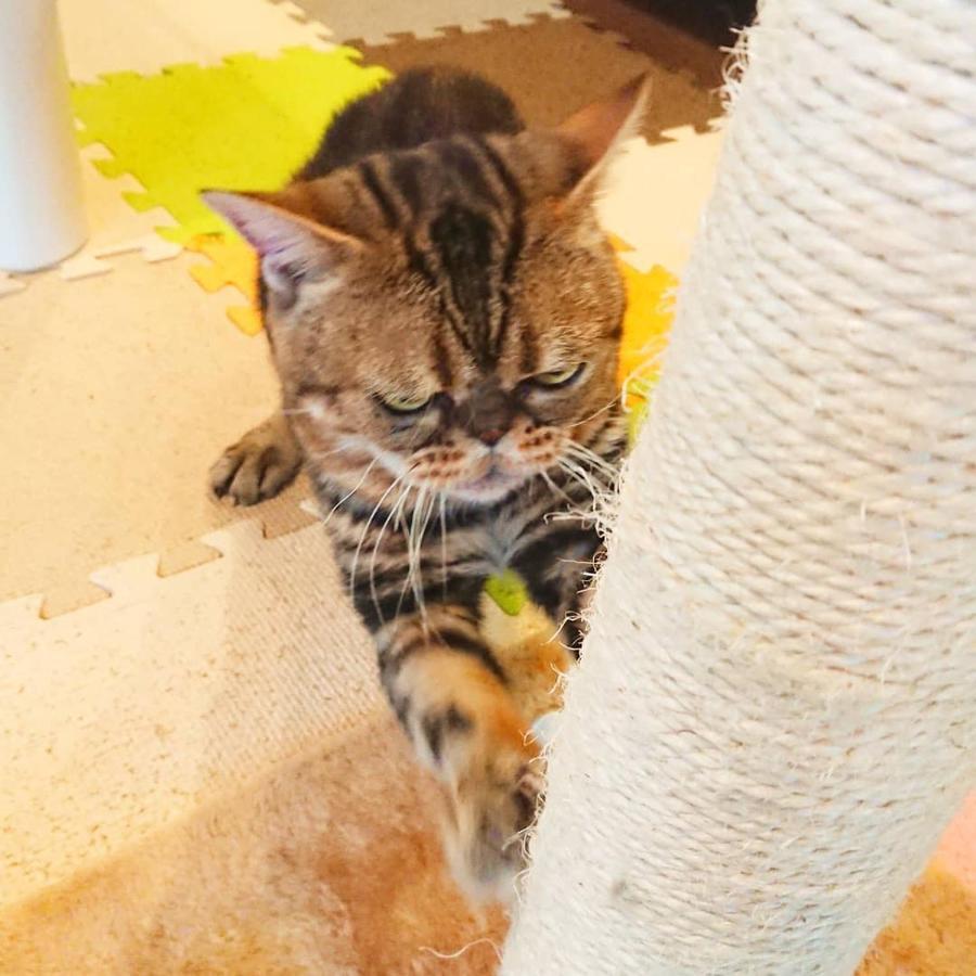 猫と断食の宿 Cat Inn Neko Kunisaki Zewnętrze zdjęcie