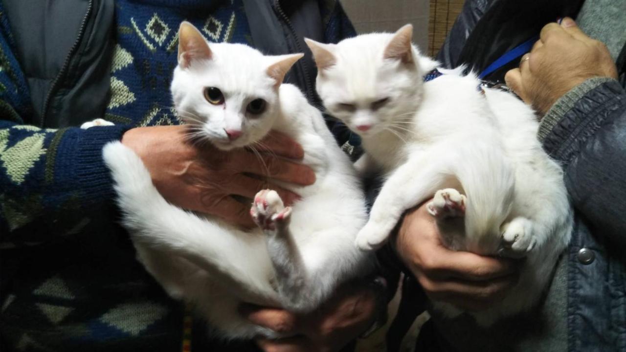 猫と断食の宿 Cat Inn Neko Kunisaki Zewnętrze zdjęcie